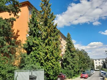 Prodej bytu 2+1 v osobním vlastnictví 51 m², Praha 3 - Žižkov