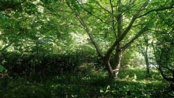 Prodej pozemku 1030 m², Vavřinec