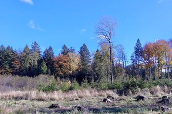 Prodej pozemku 15715 m², Kunžak