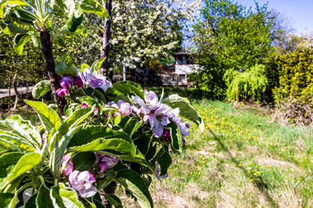 Květy třešně na vaší zahradě - Prodej pozemku 528 m², Kadaň