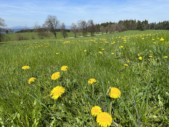 Prodej pozemku 10887 m², Přídolí