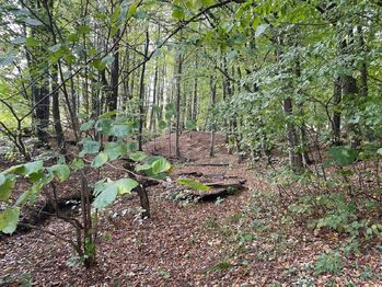 lesík vedle chaty - Prodej chaty / chalupy 112 m², Rožnov pod Radhoštěm