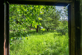 pohled ze stodoly do sadu - Prodej chaty / chalupy 109 m², Kdousov