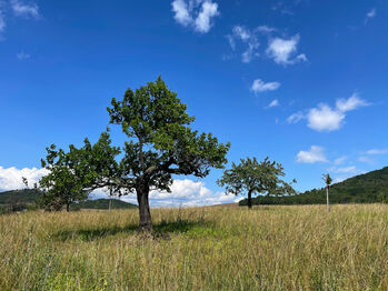 Prodej pozemku 4847 m², Podsedice