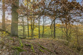 Lesík náležící k pozemkům. - Prodej zemědělského objektu 150 m², Hracholusky