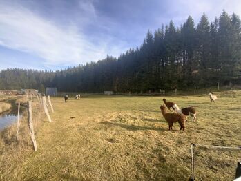 Prodej ubytovacího zařízení 1148 m², Nové Hamry