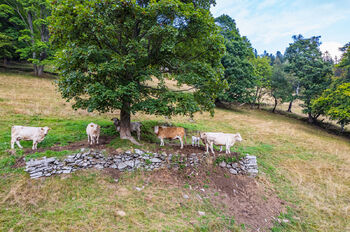 Prodej ubytovacího zařízení 560 m², Pec pod Sněžkou