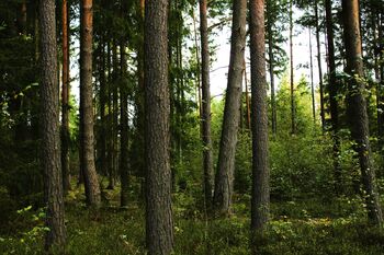 Prodej pozemku 13087 m², Rapšach