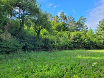 Prodej pozemku 3885 m², Sýkořice