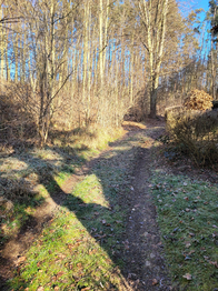 Příjezdová cesta. - Prodej chaty / chalupy 24 m², Sýkořice