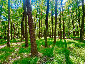 Prodej pozemku 26579 m², Rousínov