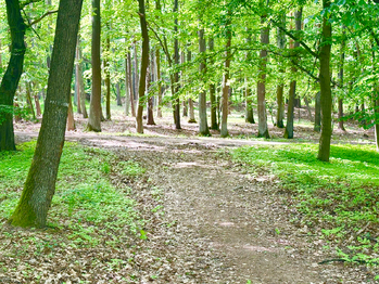Prodej pozemku 26579 m², Rousínov