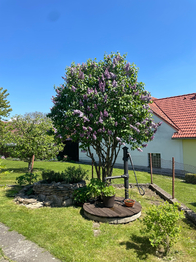 Prodej domu 114 m², Dolní Třebonín