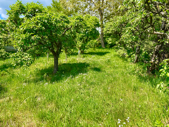 Zahrada - Prodej chaty / chalupy 65 m², Račice-Pístovice