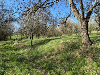 Prodej pozemku 800 m², Uherský Brod