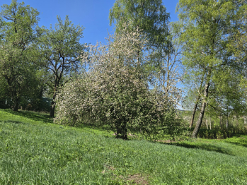 Prodej pozemku 2972 m², Ústí nad Orlicí