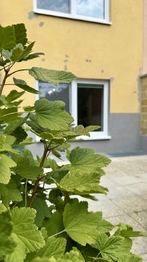 Pronájem bytu 2+kk v osobním vlastnictví 73 m², Brno