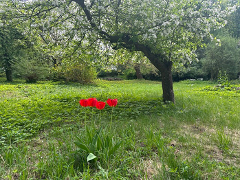 Prodej domu 300 m², Čistá