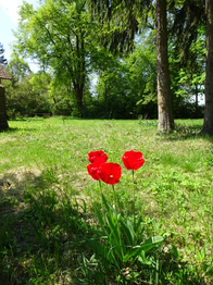 Prodej domu 300 m², Čistá