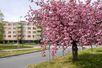 Prodej 3+1, Tovačovského, Kroměříž - Prodej bytu 3+1 v osobním vlastnictví 73 m², Kroměříž 