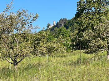 Pronájem pozemku 1500 m², Malá Skála