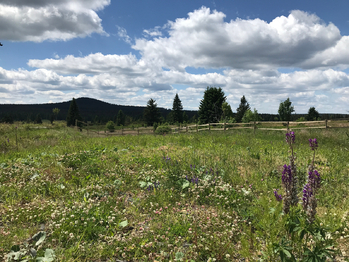 Okolní příroda - Prodej domu 150 m², Boží Dar