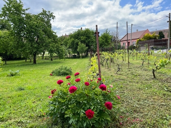 Prodej domu 150 m², Stavěšice