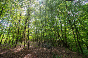 Lesní část pozemku - zadní - Prodej pozemku 1167 m², Hradištko