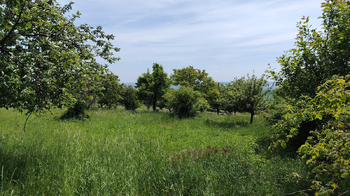 Prodej pozemku 6605 m², Podsedice