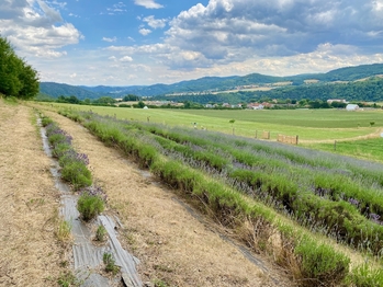 Krásná chalupa se stodolou - Křivoklátsko - Prodej chaty / chalupy 230 m², Nezabudice