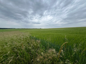 Prodej pozemku 18159 m², Krupá
