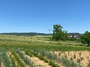 Prodej vinného sklepa 32 m², Moravany