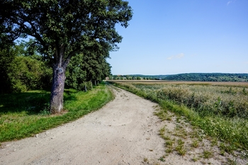 Prodej pozemku 1156 m², Viničné Šumice