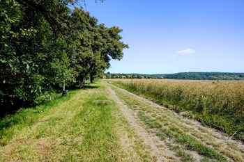 Prodej pozemku 1156 m², Viničné Šumice