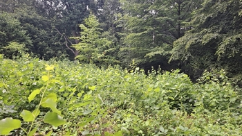 zahrada - Prodej pozemku 462 m², Petřvald