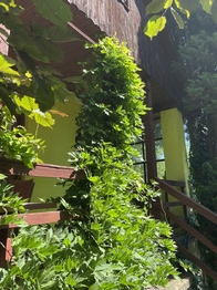Prodej pozemku 397 m², Jenišov