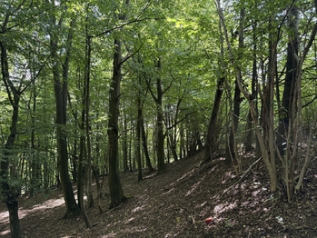 Prodej pozemku 12448 m², Letovice