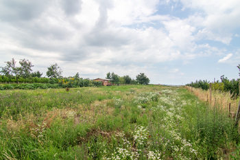Prodej pozemku 5225 m², Moravská Nová Ves