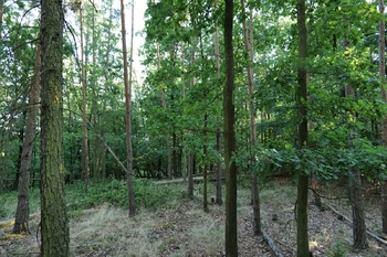 Les pod Kozincem - Prodej pozemku 186236 m², Rybníky