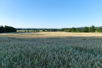 Pole u penzionu Hájovna - Prodej pozemku 186236 m², Rybníky