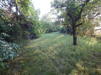 Pohled do zahrady - Prodej pozemku 1355 m², Břežany