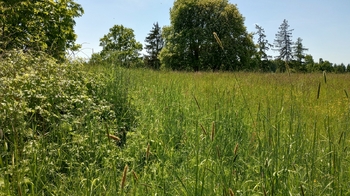Prodej pozemku 4273 m², Anenská Studánka