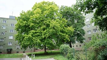 Pronájem bytu 3+kk v osobním vlastnictví 65 m², Praha 10 - Strašnice