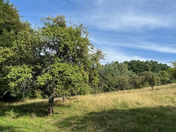 Prodej pozemku 10089 m², Kněžmost