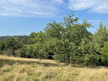 Prodej pozemku 10089 m², Kněžmost