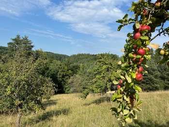 Prodej pozemku 10089 m², Kněžmost