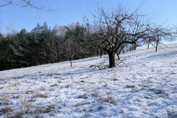 Prodej pozemku 10089 m², Kněžmost
