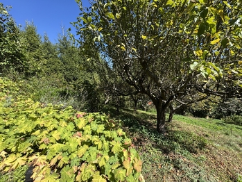 Prodej chaty / chalupy 30 m², Šternberk