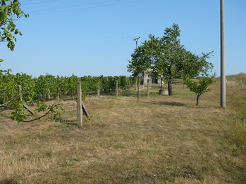 Prodej pozemku 2391 m², Měnín