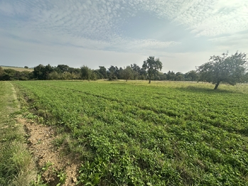 Prodej pozemku 2567 m², Podivice